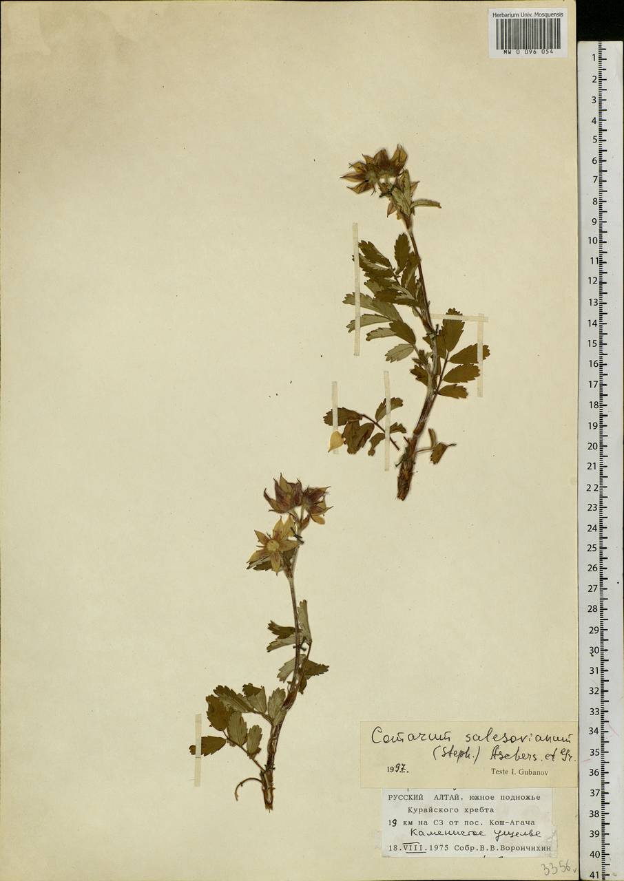 Farinopsis salesoviana (Steph.) Chrtek & Soják, Сибирь, Алтай и Саяны (S2) (Россия)