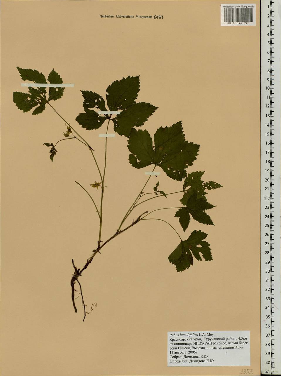 Костяника хмелелистная C. A. Mey., Сибирь, Центральная Сибирь (S3) (Россия)