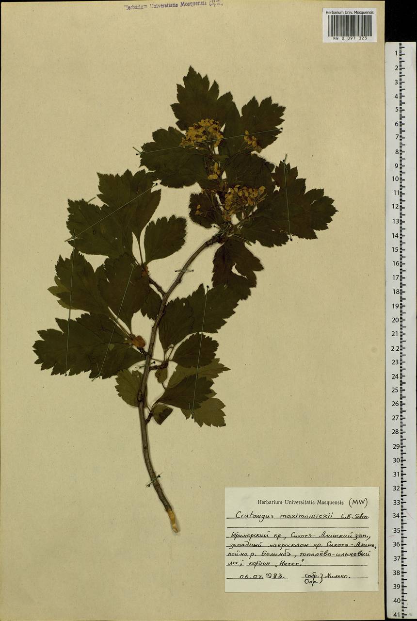 Crataegus sanguinea гербарий