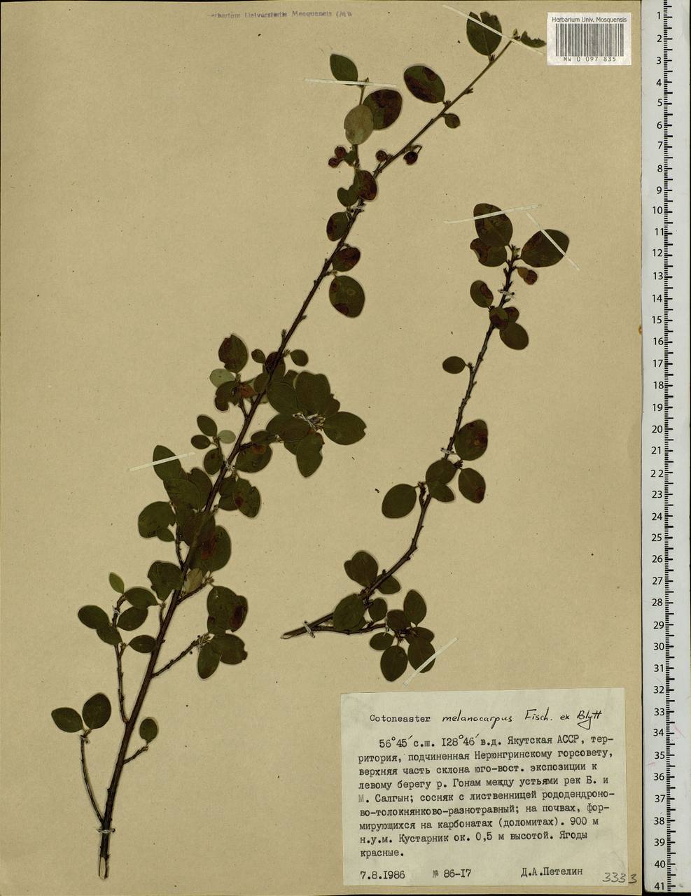 31. Кизильник черноплодный Cotoneaster melanocarpus
