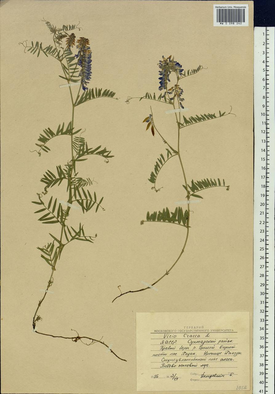 Vicia cracca - горошек мышиный гербарий