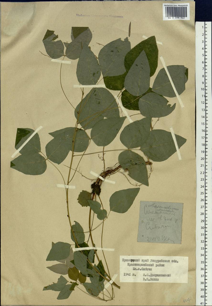 Hylodesmum podocarpum subsp. oxyphyllum (DC.) H.Ohashi & R.R.Mill, Сибирь, Дальний Восток (S6) (Россия)