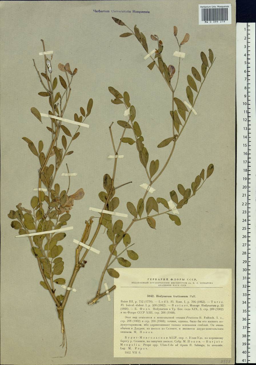 Corethrodendron fruticosum (Pall.) B.H.Choi & H.Ohashi, Сибирь, Прибайкалье и Забайкалье (S4) (Россия)