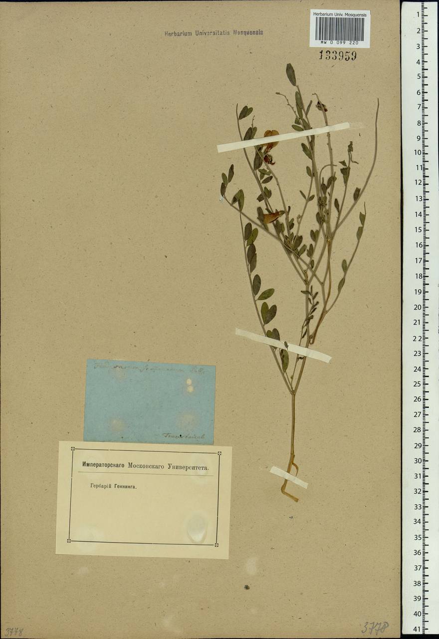 Corethrodendron fruticosum (Pall.) B.H.Choi & H.Ohashi, Сибирь, Прибайкалье и Забайкалье (S4) (Россия)