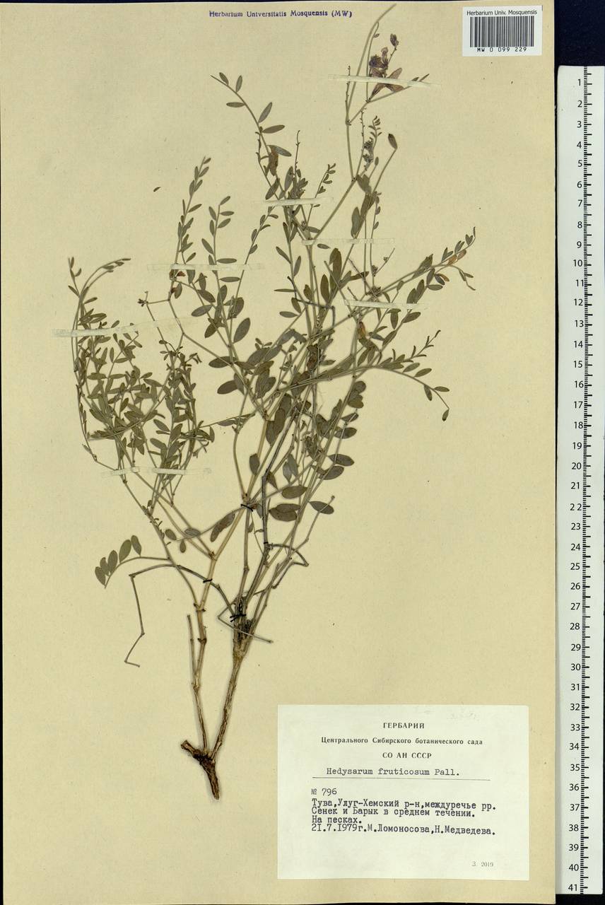 Corethrodendron fruticosum (Pall.) B.H.Choi & H.Ohashi, Сибирь, Алтай и Саяны (S2) (Россия)