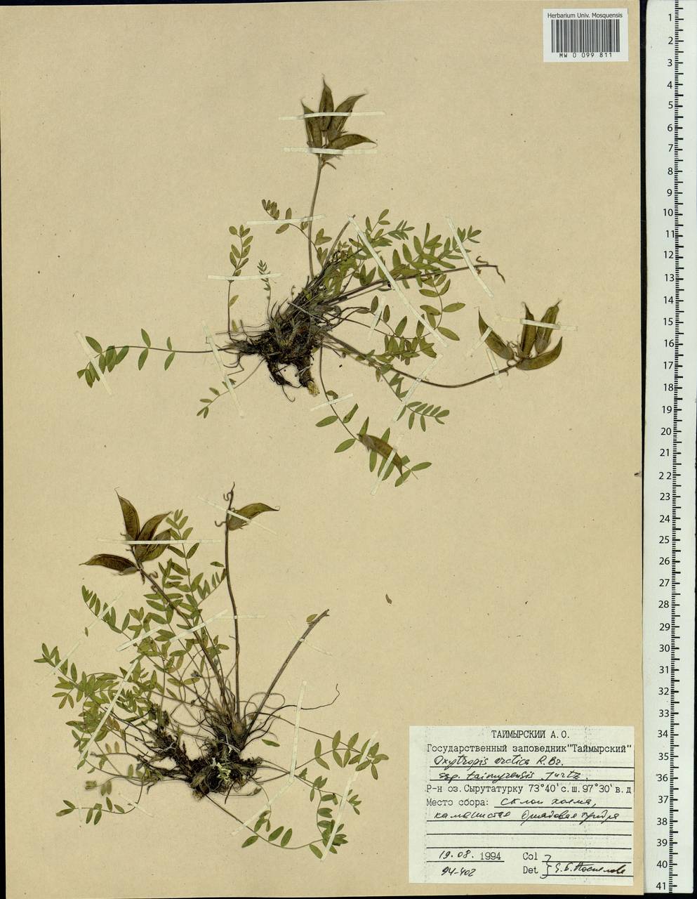 Oxytropis arctica subsp. taimyrensis Jurtzev, Сибирь, Центральная Сибирь (S3) (Россия)