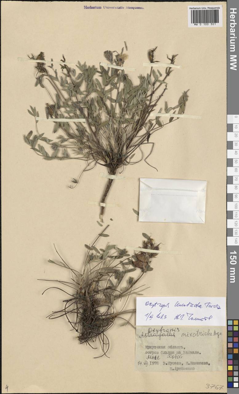 Oxytropis leucotricha Turcz., Сибирь, Прибайкалье и Забайкалье (S4) (Россия)
