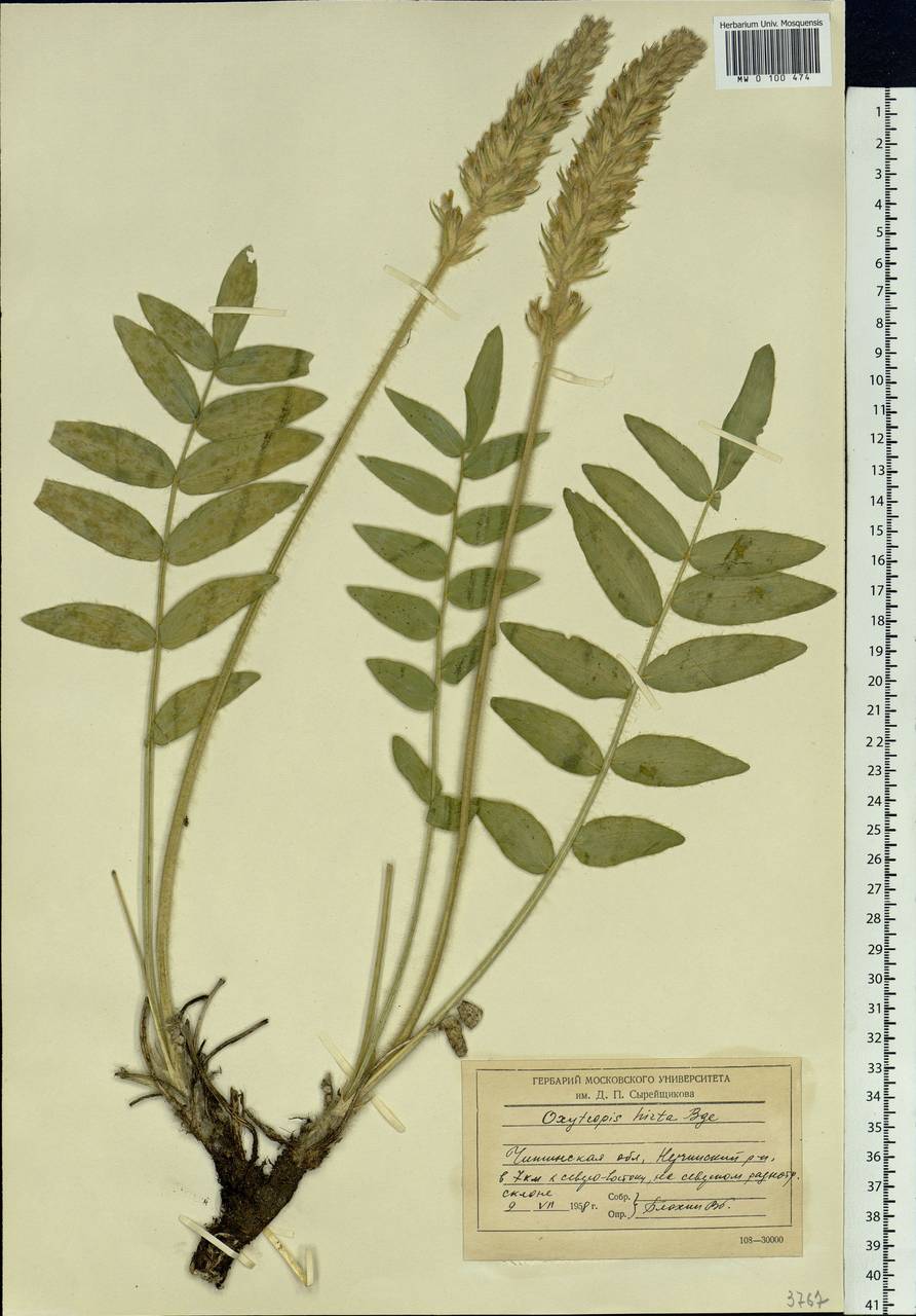 Oxytropis hirta subsp. komarovii (Vassilcz.) N.Ulziykh., Сибирь, Прибайкалье и Забайкалье (S4) (Россия)