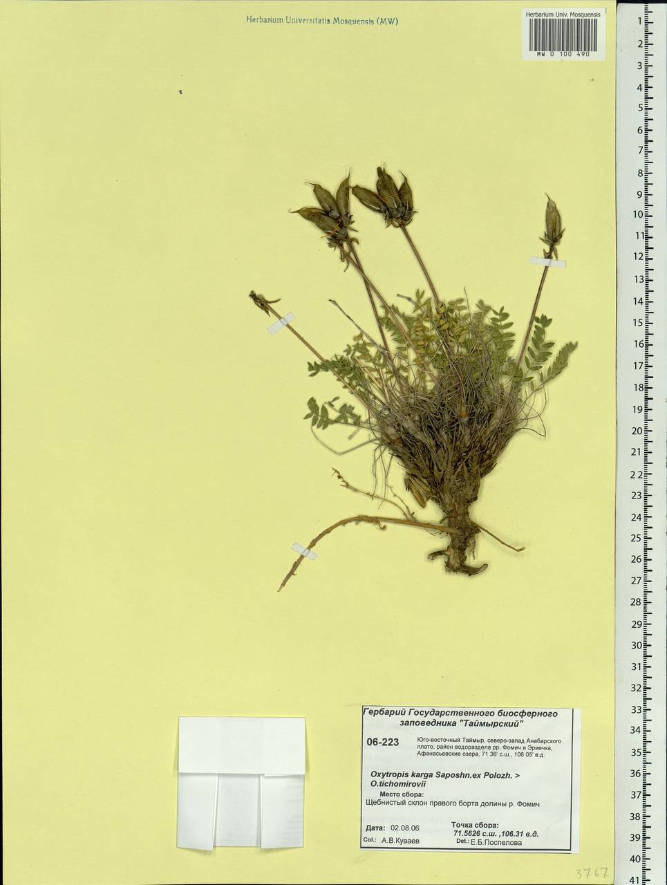 Oxytropis arctica subsp. taimyrensis Jurtzev, Сибирь, Центральная Сибирь (S3) (Россия)