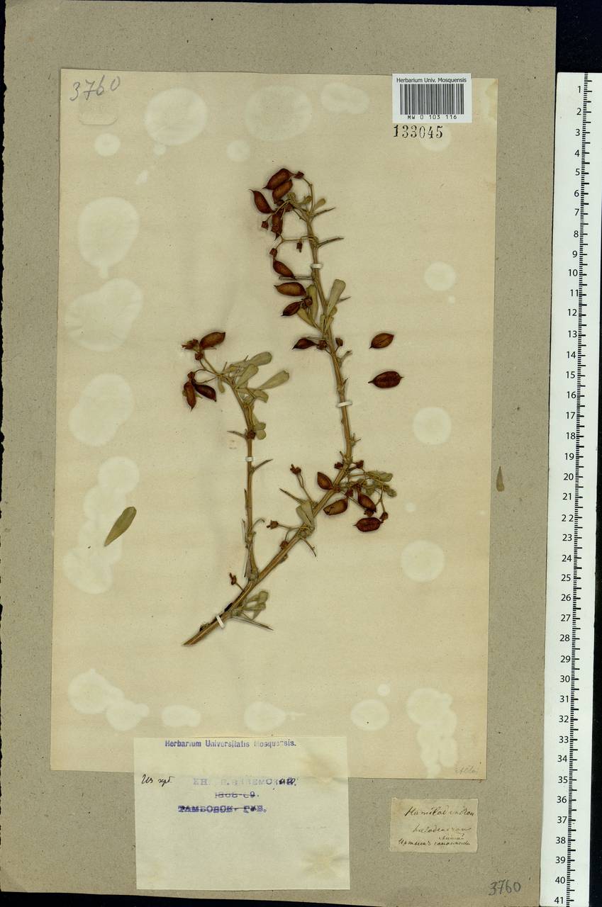 Caragana halodendron (Pall.) Dum.Cours., Сибирь, Алтай и Саяны (S2) (Россия)