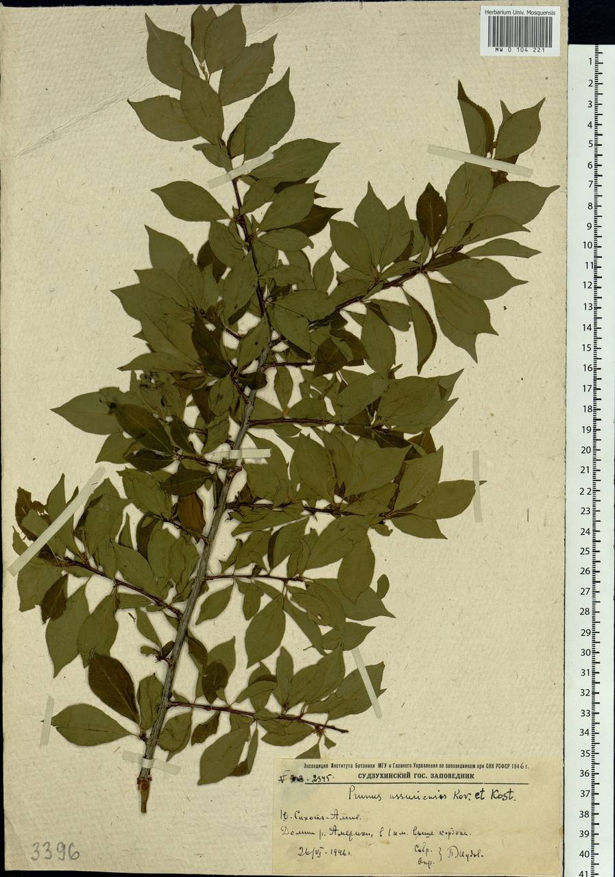 Prunus salicina var. mandshurica (Skvortsov) Skvortsov & A. I. Baranov, Сибирь, Дальний Восток (S6) (Россия)