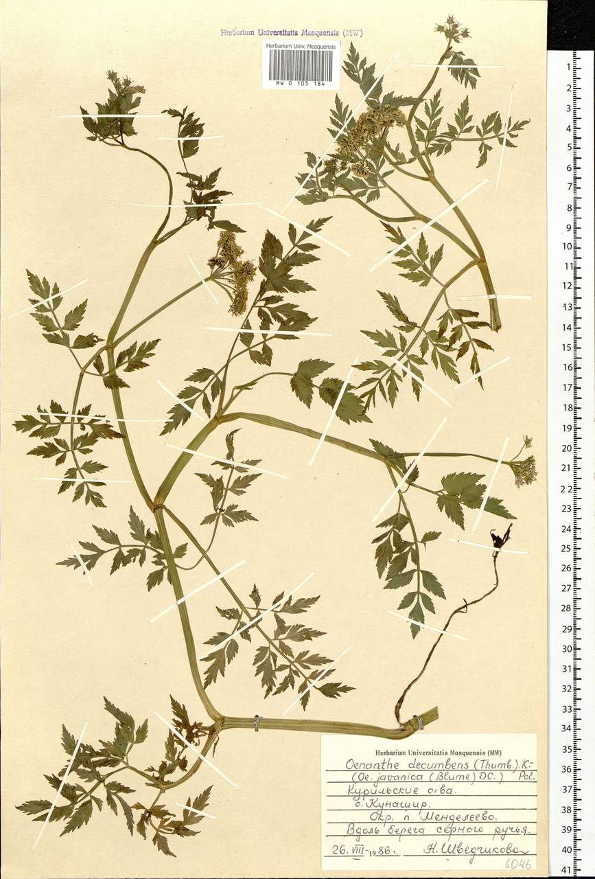 Омежник яванский (Blume) DC., Сибирь, Дальний Восток (S6) (Россия)