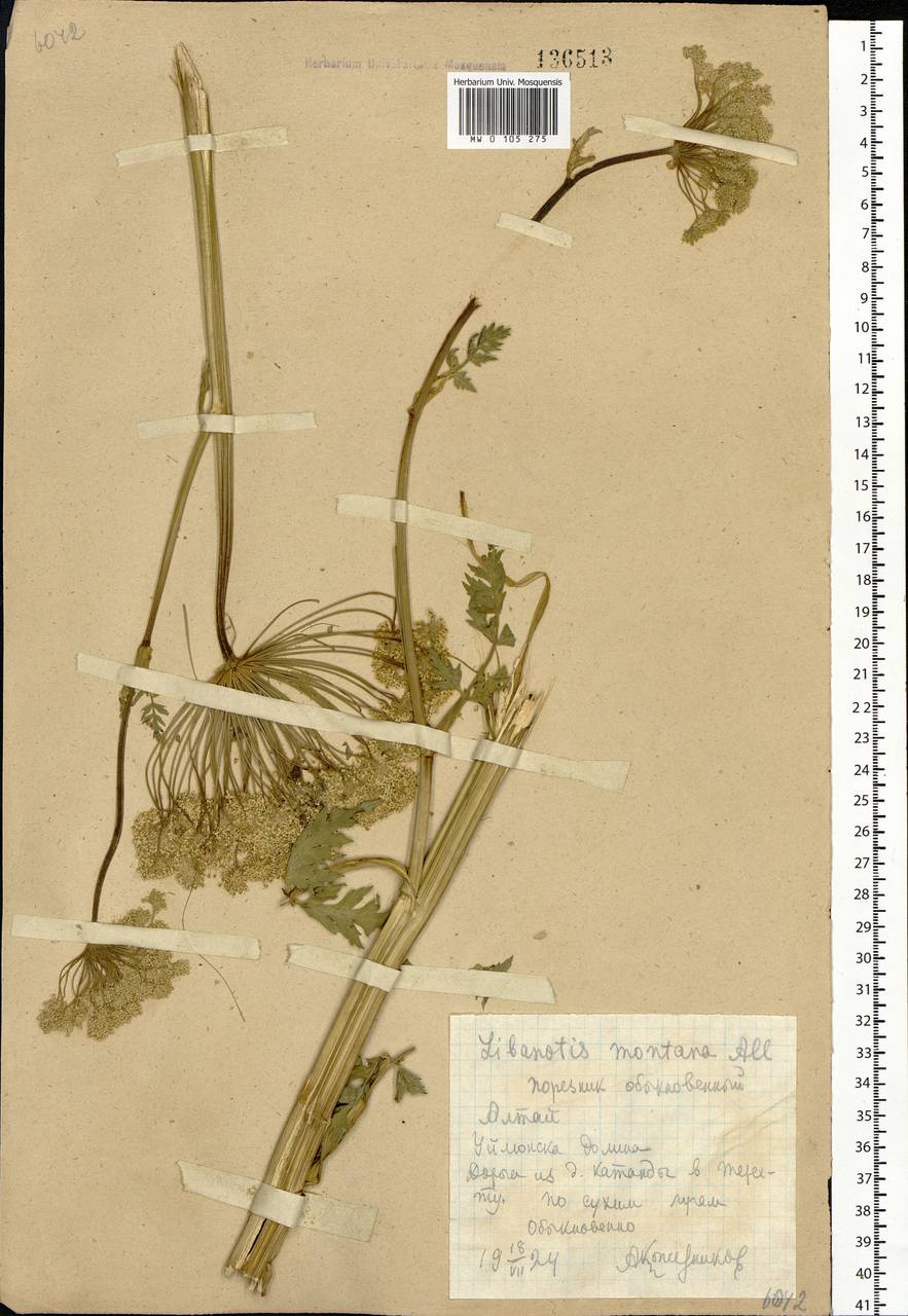 Жабрица порезниковая (L.) W. D. J. Koch, Сибирь, Алтай и Саяны (S2) (Россия)