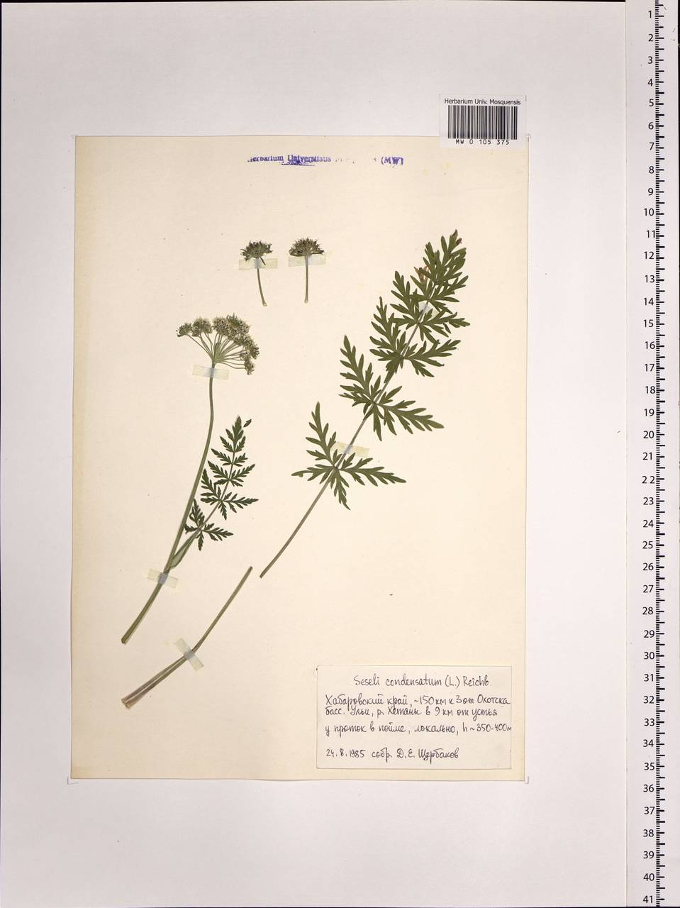 Жабрица скученная (L.) Rchb. fil., Сибирь, Дальний Восток (S6) (Россия)