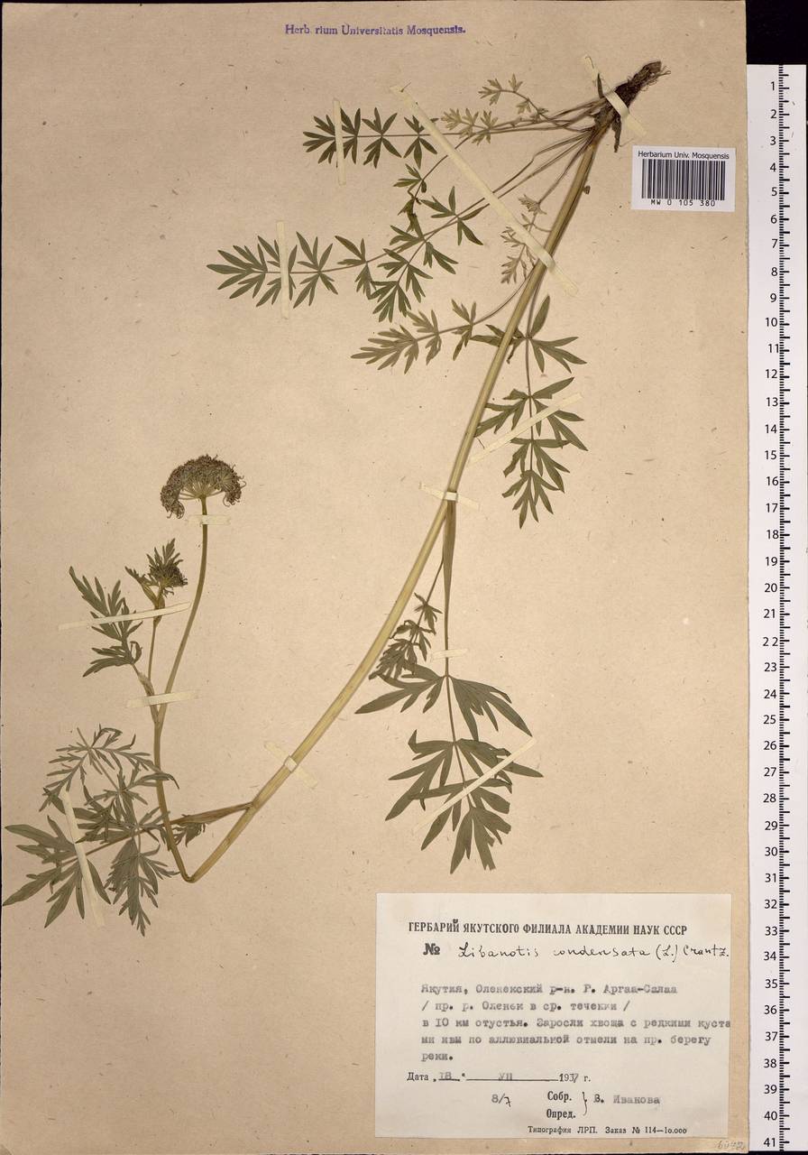 Жабрица скученная (L.) Rchb. fil., Сибирь, Якутия (S5) (Россия)
