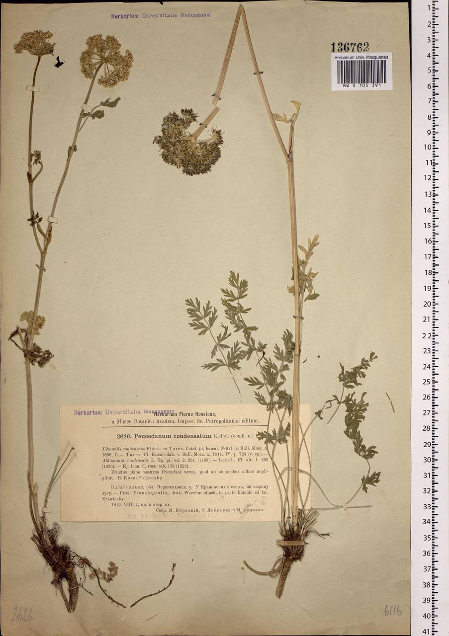 Жабрица скученная (L.) Rchb. fil., Сибирь, Прибайкалье и Забайкалье (S4) (Россия)