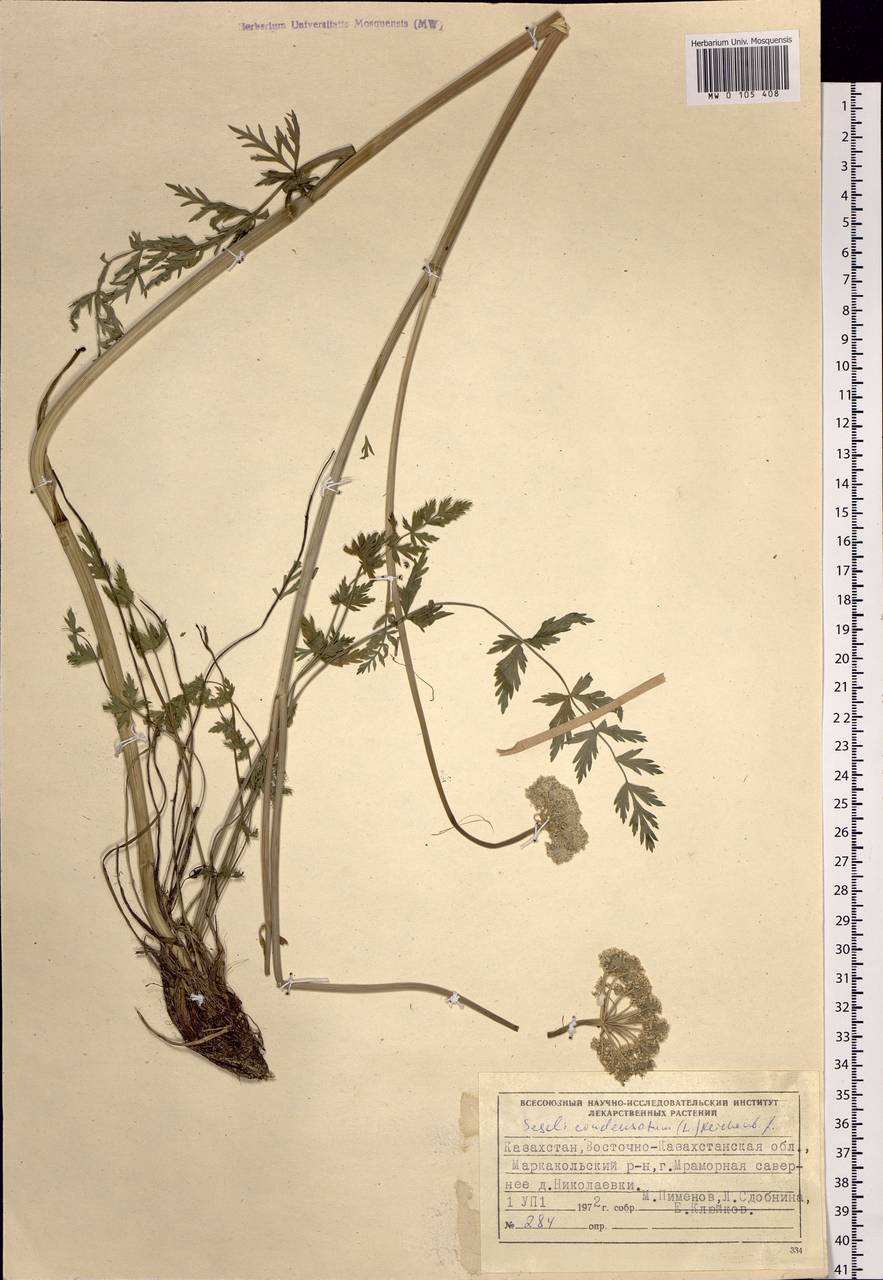 Жабрица скученная (L.) Rchb. fil., Сибирь, Западный (Казахстанский) Алтай (S2a) (Казахстан)