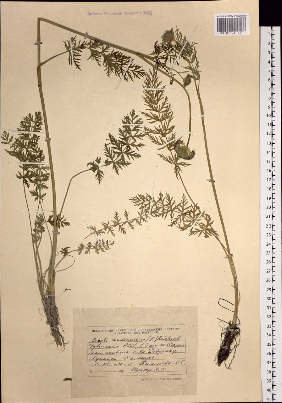 Жабрица скученная (L.) Rchb. fil., Сибирь, Алтай и Саяны (S2) (Россия)