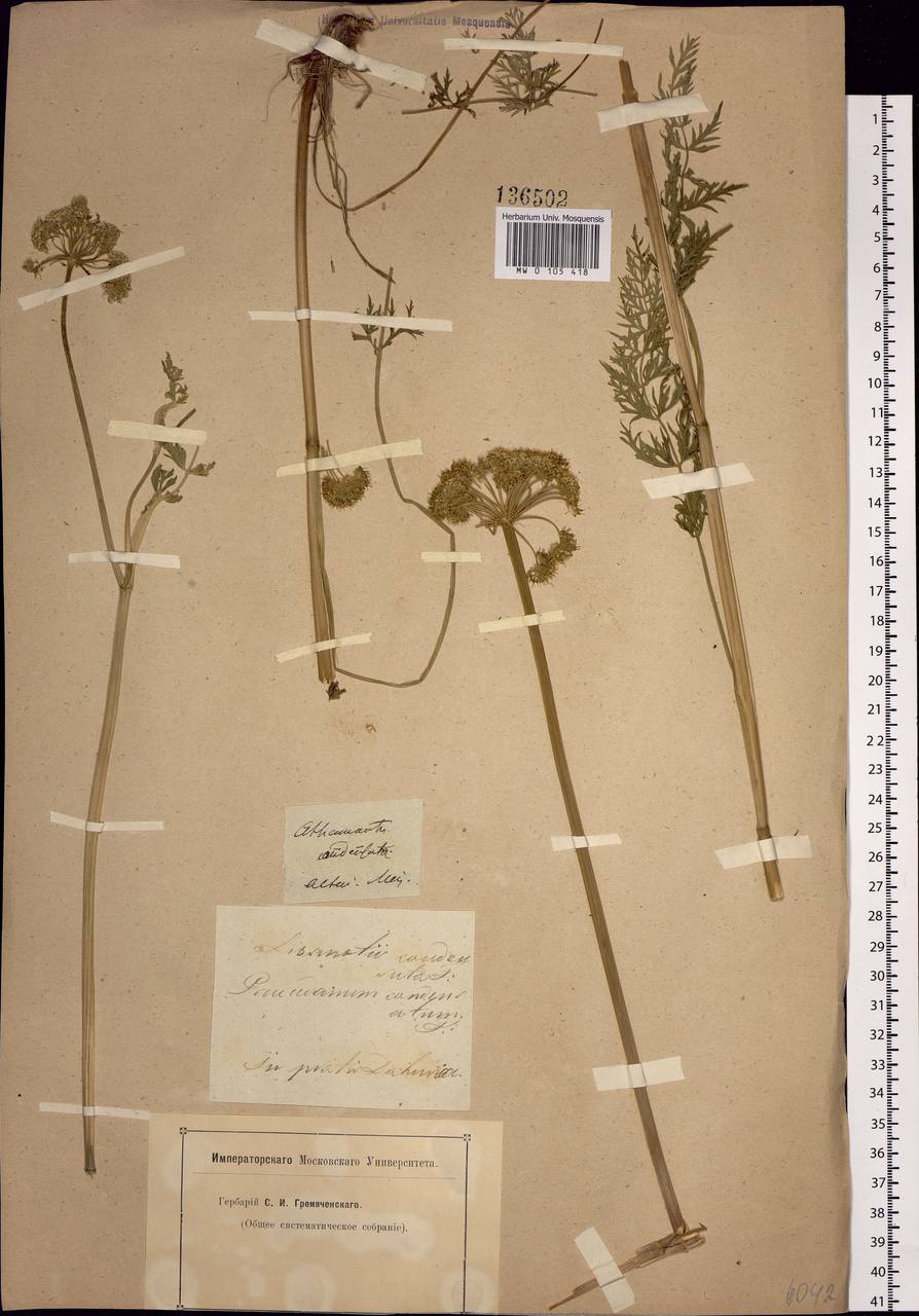 Жабрица скученная (L.) Rchb. fil., Сибирь, Алтай и Саяны (S2) (Россия)
