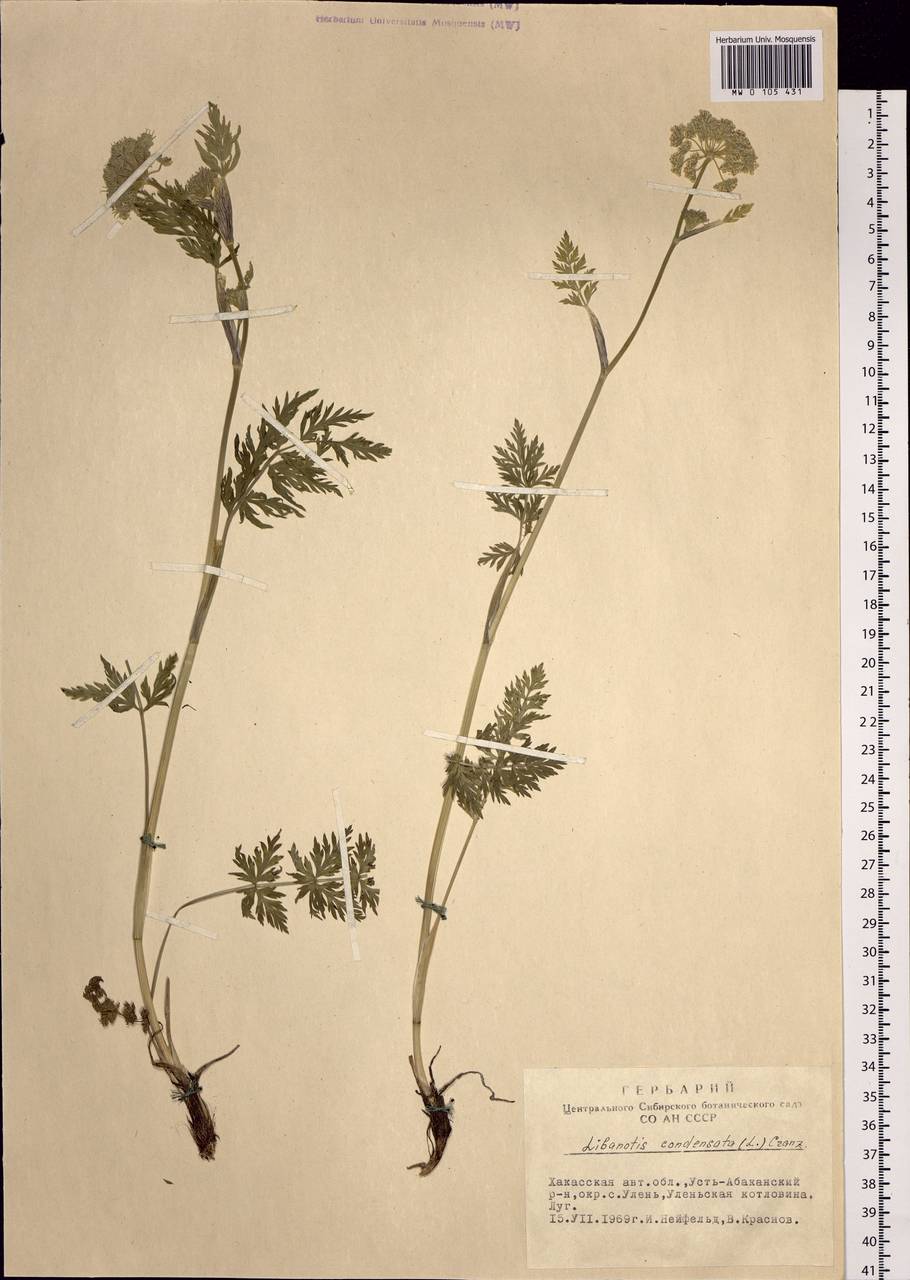 Жабрица скученная (L.) Rchb. fil., Сибирь, Алтай и Саяны (S2) (Россия)