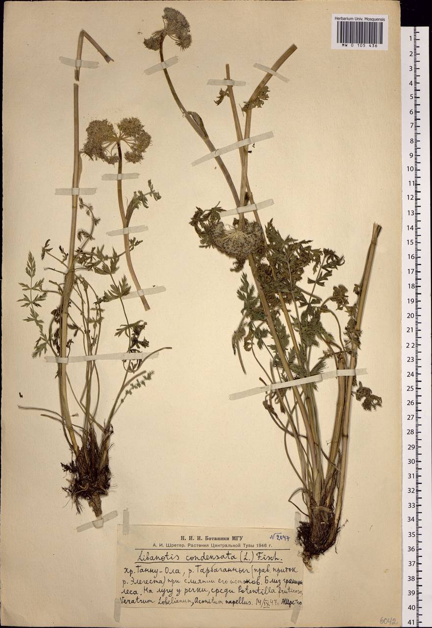 Жабрица скученная (L.) Rchb. fil., Сибирь, Алтай и Саяны (S2) (Россия)
