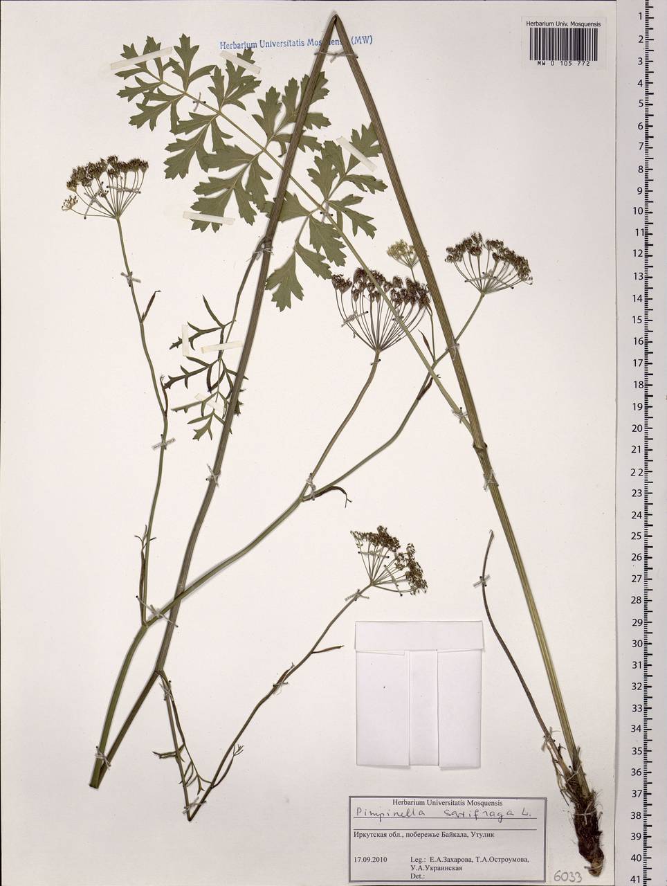 MW0105772, Pimpinella saxifraga (Бедренец камнеломковый, Бедренец-камнеломка), specimen