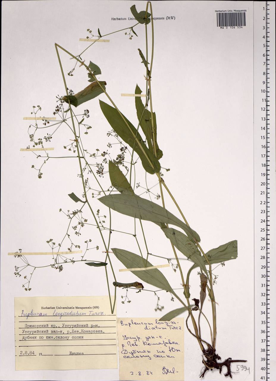 Bupleurum longeradiatum Turcz., Сибирь, Дальний Восток (S6) (Россия)