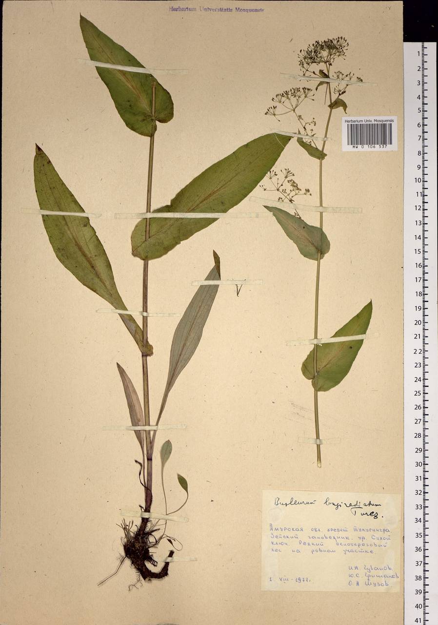 Bupleurum longeradiatum Turcz., Сибирь, Дальний Восток (S6) (Россия)