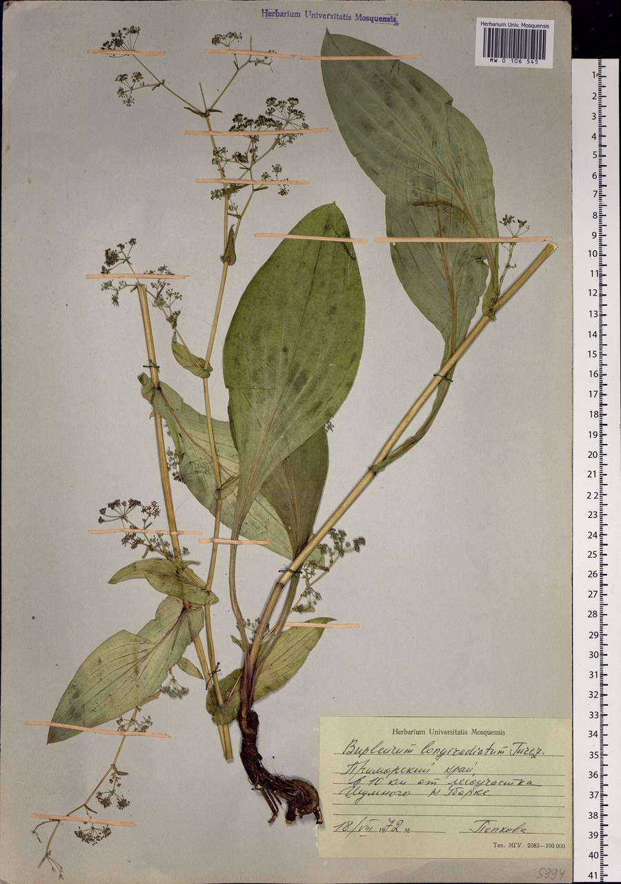Bupleurum longeradiatum Turcz., Сибирь, Дальний Восток (S6) (Россия)