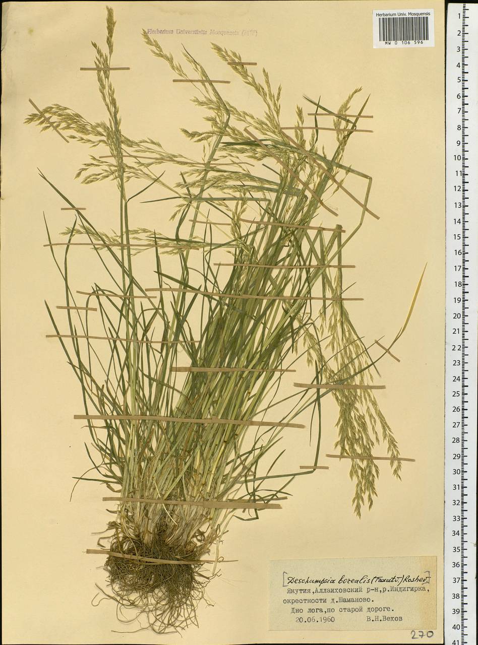 Poaceae, Сибирь, Якутия (S5) (Россия)