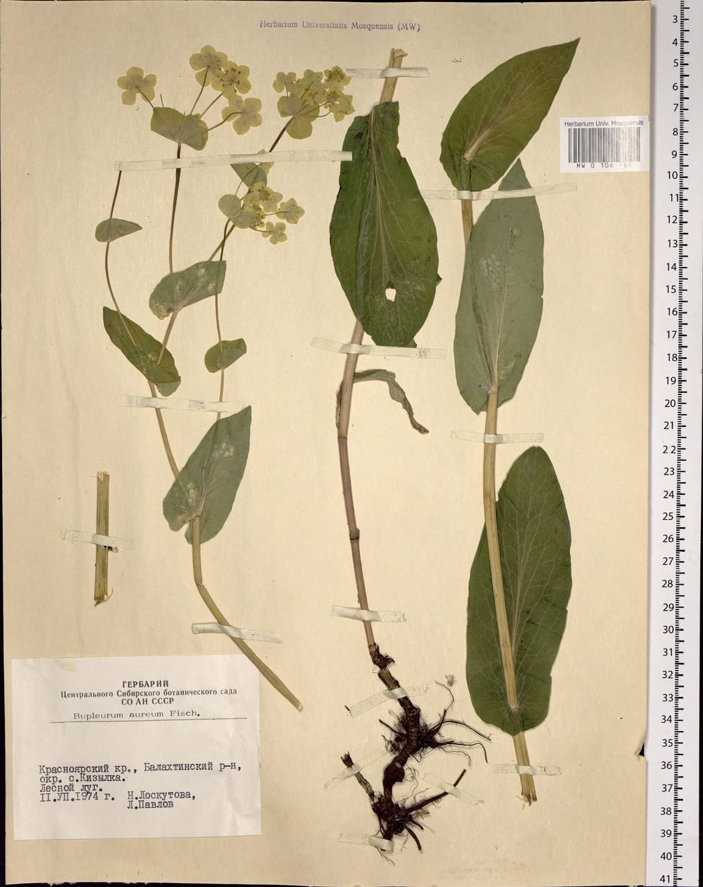Bupleurum longifolium subsp. aureum (Fisch. ex Hoffm.) Soó, Сибирь, Алтай и Саяны (S2) (Россия)