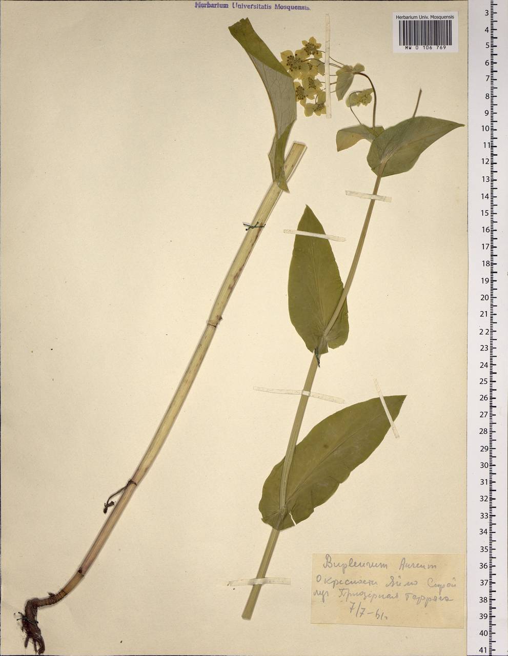 Bupleurum longifolium subsp. aureum (Fisch. ex Hoffm.) Soó, Сибирь, Алтай и Саяны (S2) (Россия)