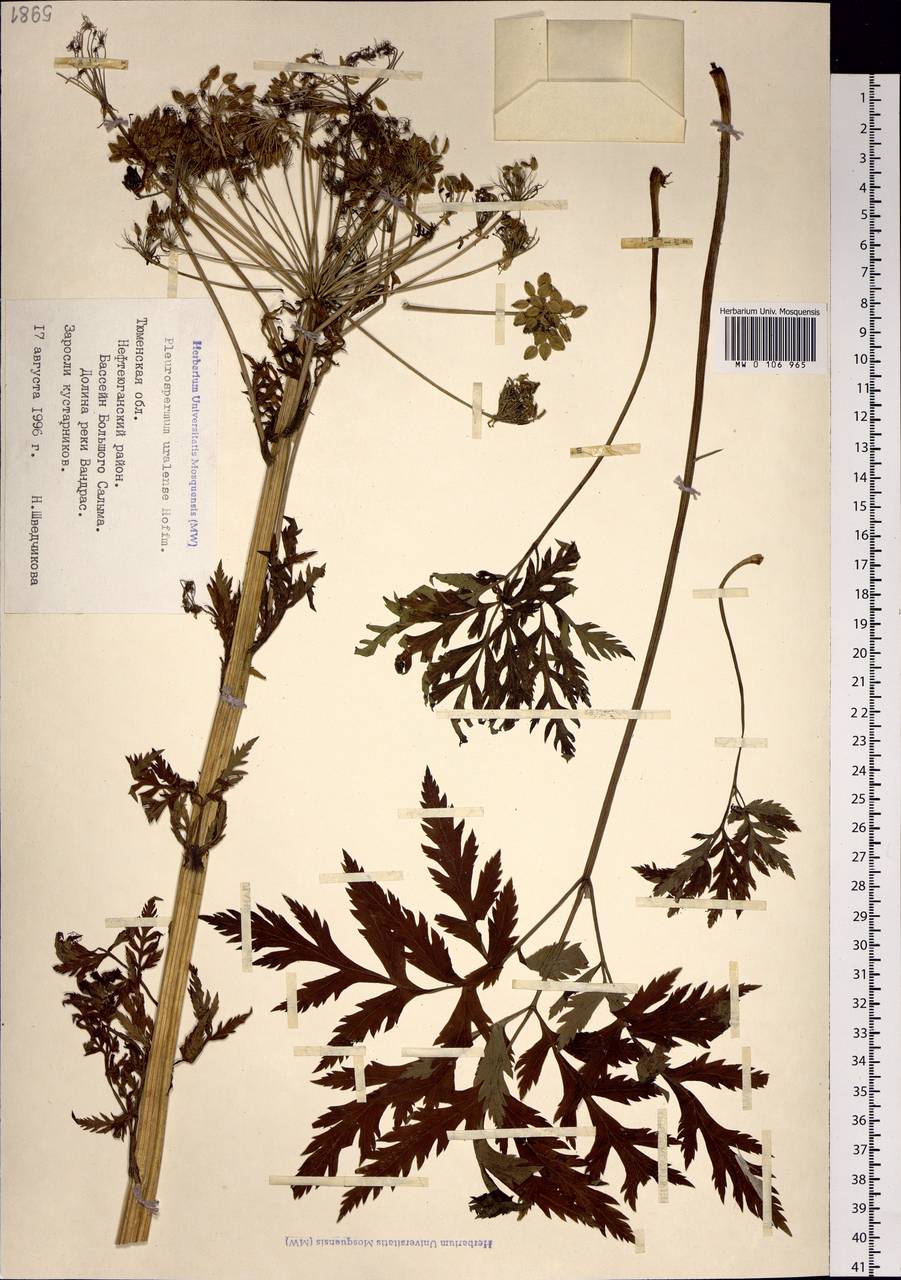 Pleurospermum uralense Hoffm. - Реброплодник Уральский