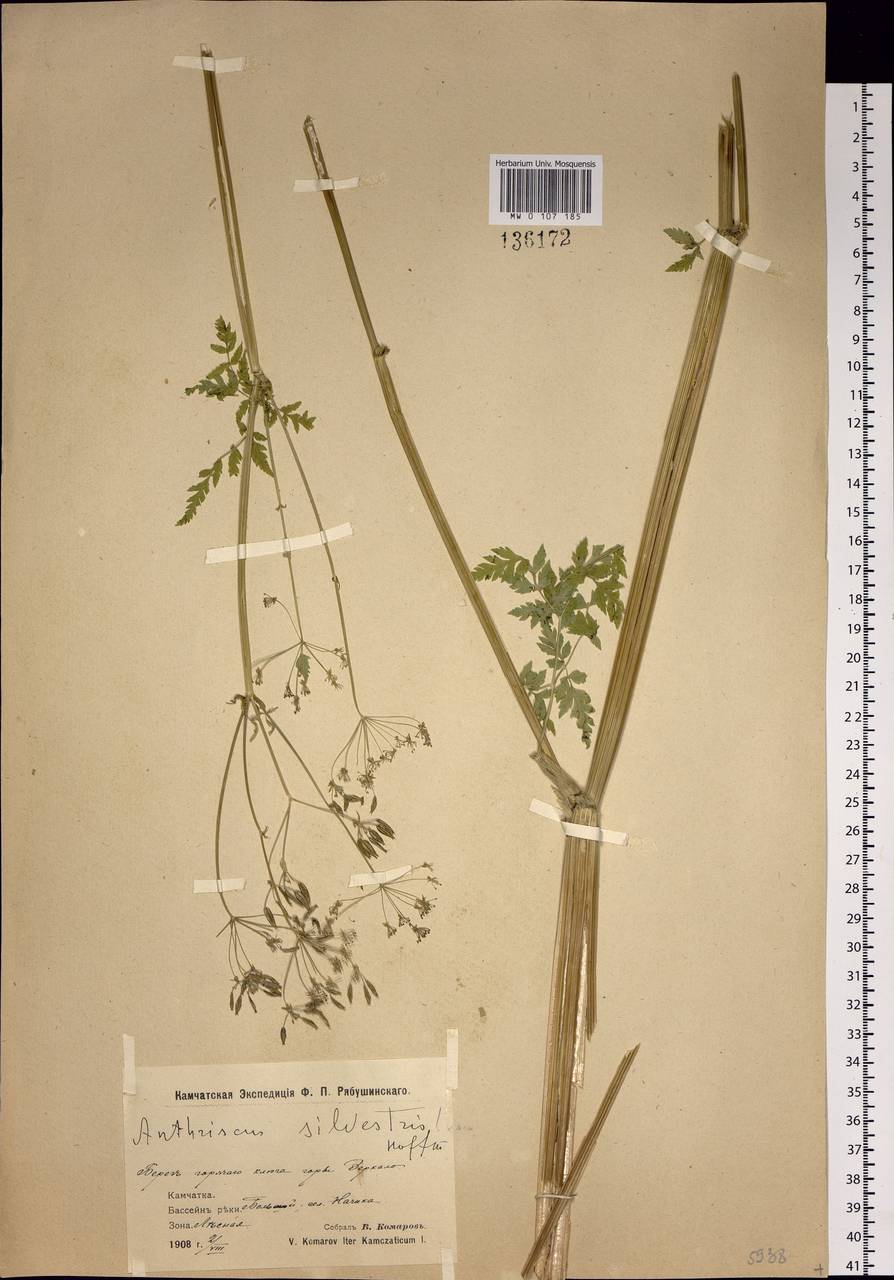 Anthriscus sylvestris subsp. sylvestris, Сибирь, Чукотка и Камчатка (S7) (Россия)