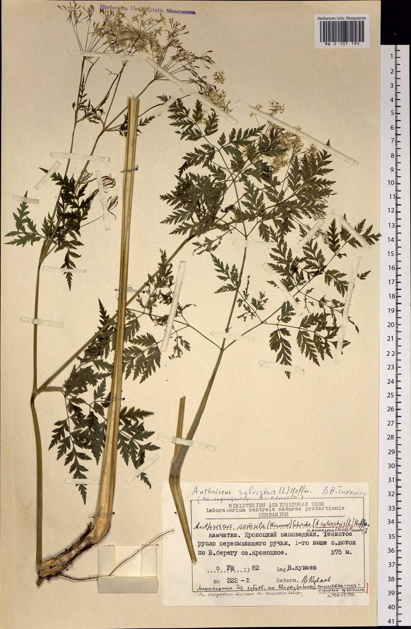 Anthriscus sylvestris subsp. sylvestris, Сибирь, Чукотка и Камчатка (S7) (Россия)