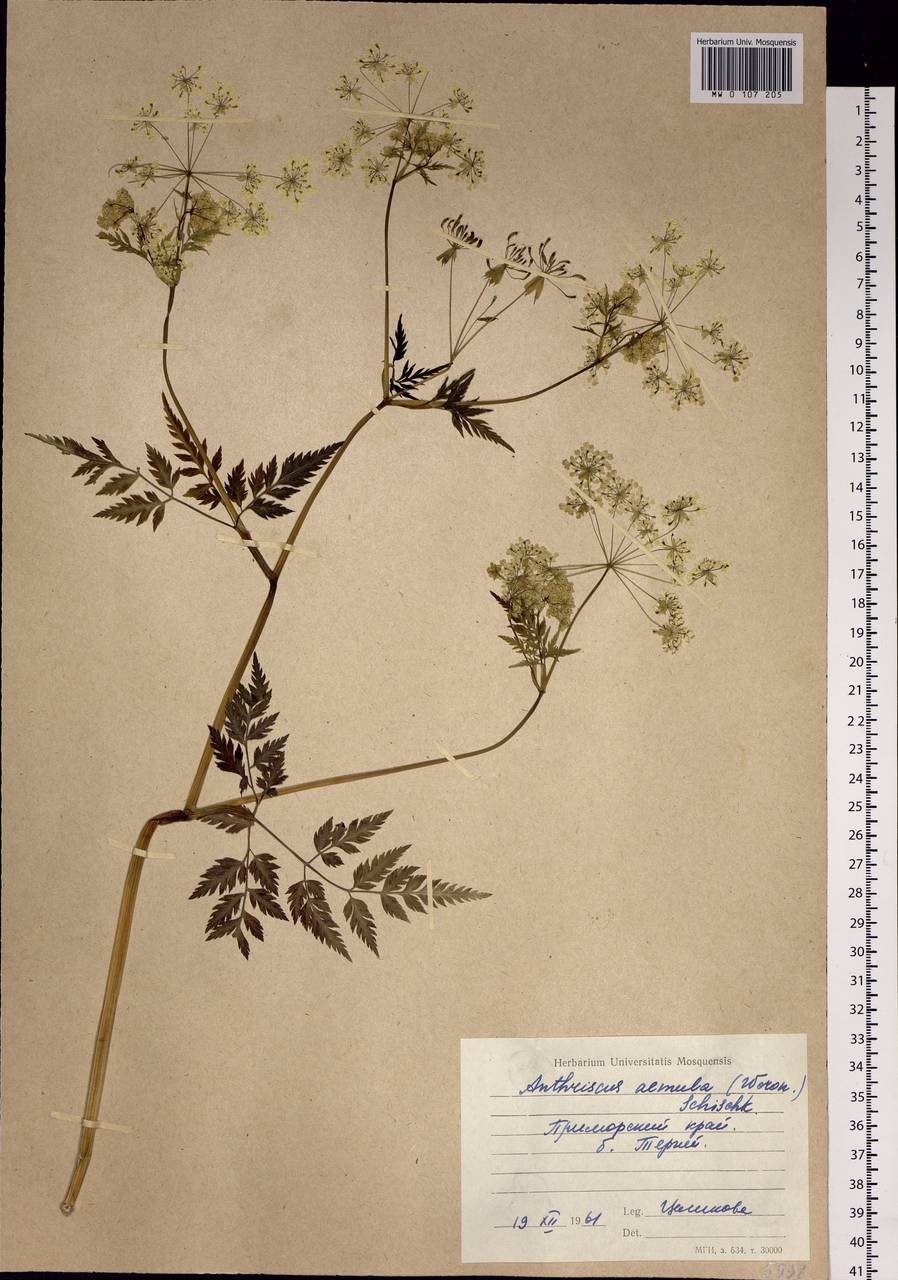Anthriscus sylvestris subsp. sylvestris, Сибирь, Дальний Восток (S6) (Россия)