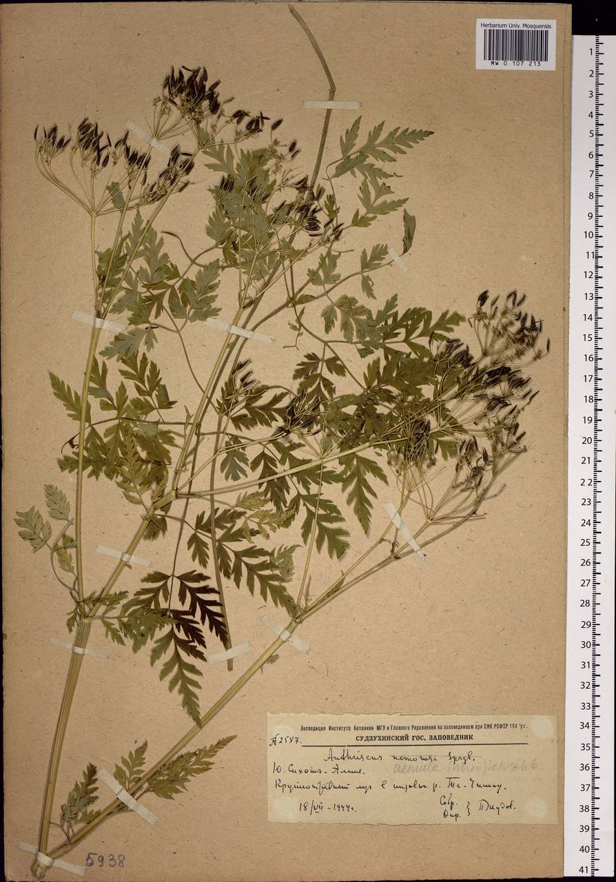 Anthriscus sylvestris subsp. sylvestris, Сибирь, Дальний Восток (S6) (Россия)