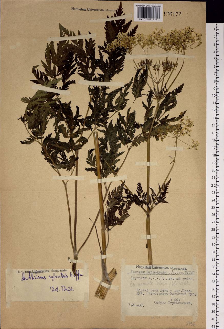 Anthriscus sylvestris subsp. sylvestris, Сибирь, Якутия (S5) (Россия)
