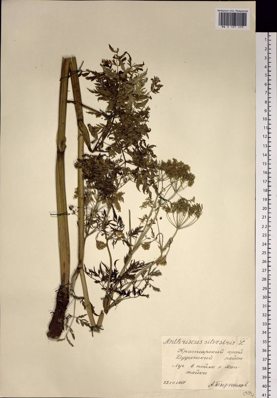 Anthriscus sylvestris subsp. sylvestris, Сибирь, Центральная Сибирь (S3) (Россия)