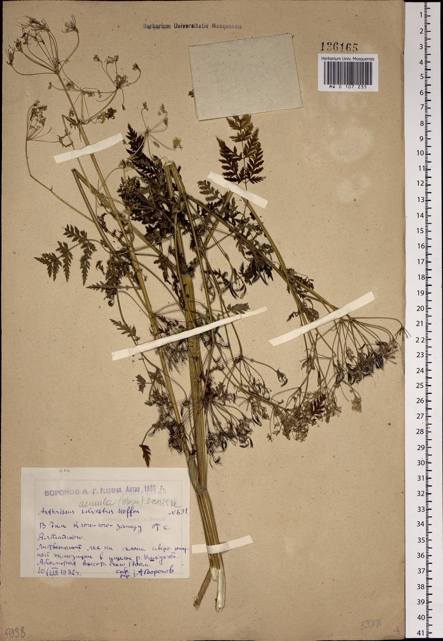 Anthriscus sylvestris subsp. sylvestris, Сибирь, Западный (Казахстанский) Алтай (S2a) (Казахстан)