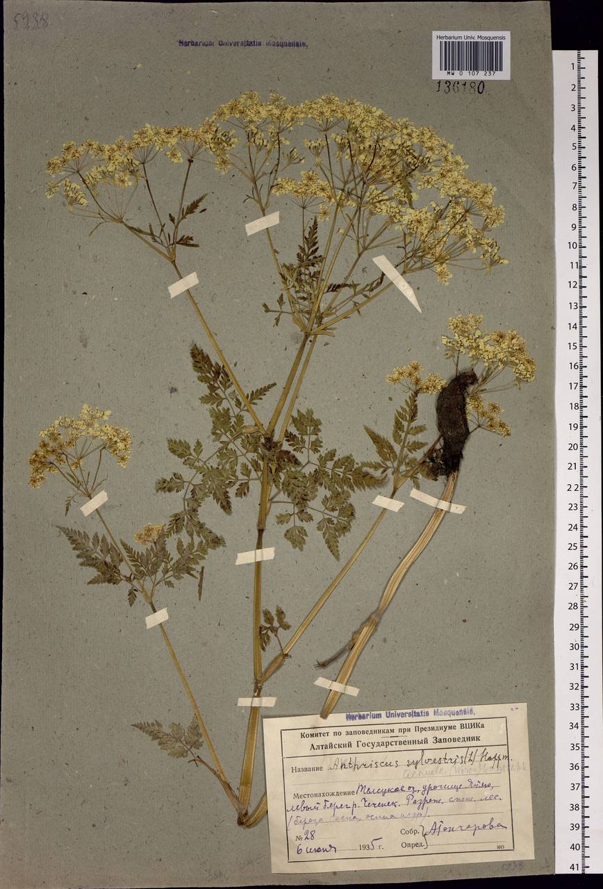 Anthriscus sylvestris subsp. sylvestris, Сибирь, Алтай и Саяны (S2) (Россия)