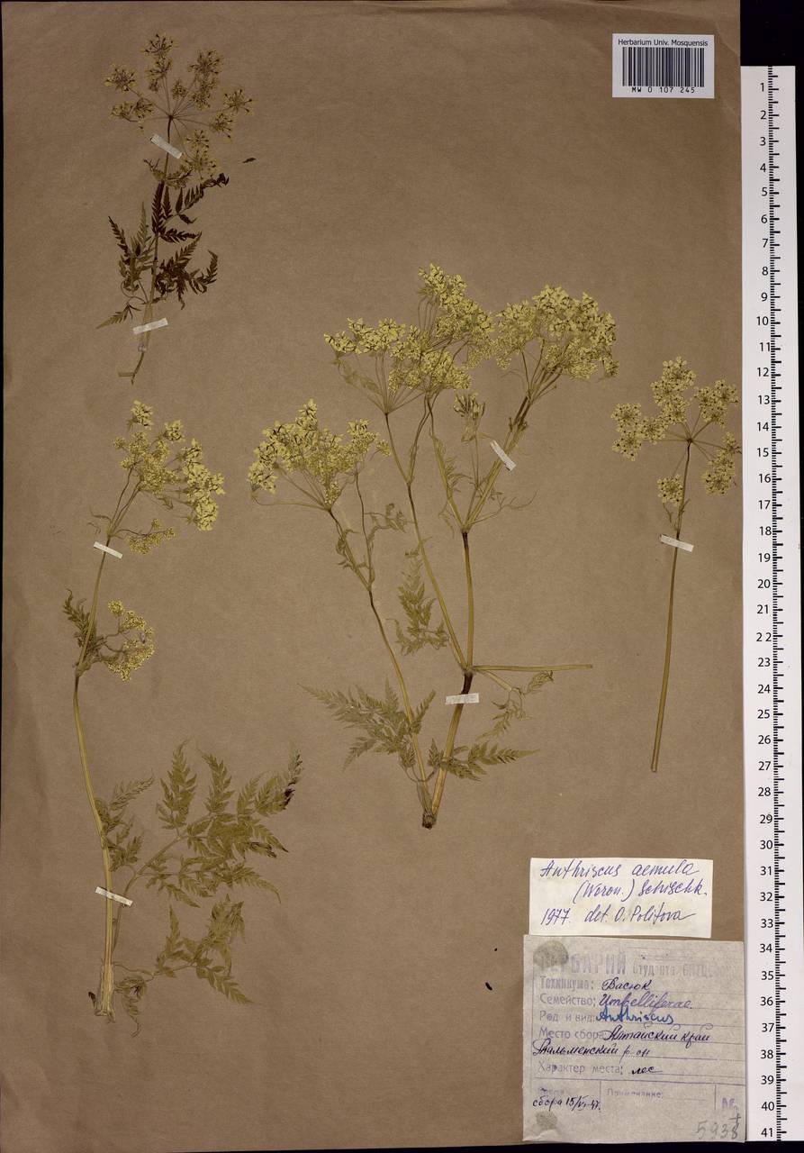 Anthriscus sylvestris subsp. sylvestris, Сибирь, Алтай и Саяны (S2) (Россия)