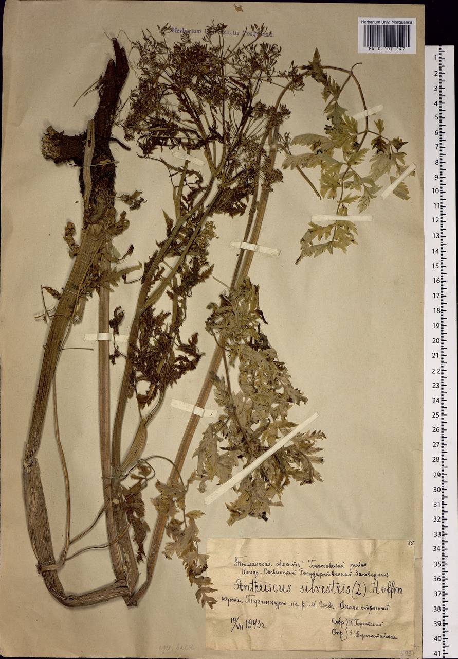 Anthriscus sylvestris subsp. sylvestris, Сибирь, Западная Сибирь (S1) (Россия)