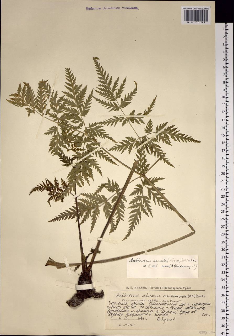 Anthriscus sylvestris subsp. sylvestris, Восточная Европа, Северный район (E1) (Россия)