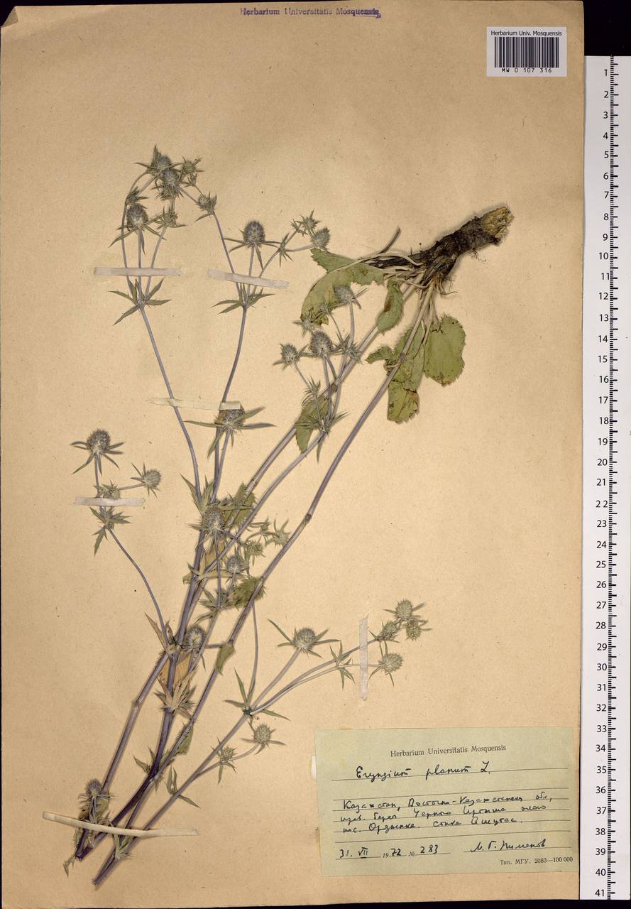 MW0107316, Eryngium planum (Синеголовник плосколистный), specimen