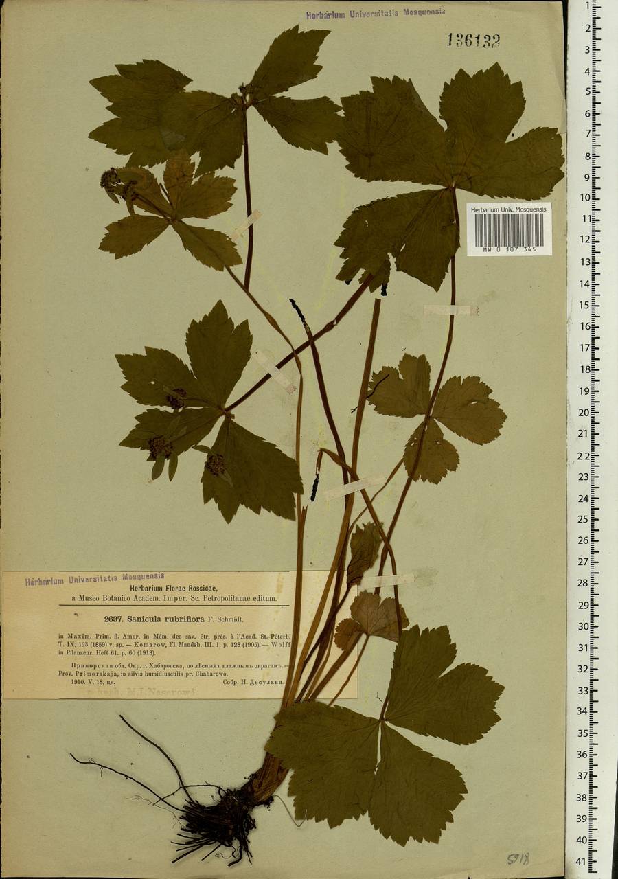 Подлесник красноцветковый F. Schmidt, Сибирь, Дальний Восток (S6) (Россия)