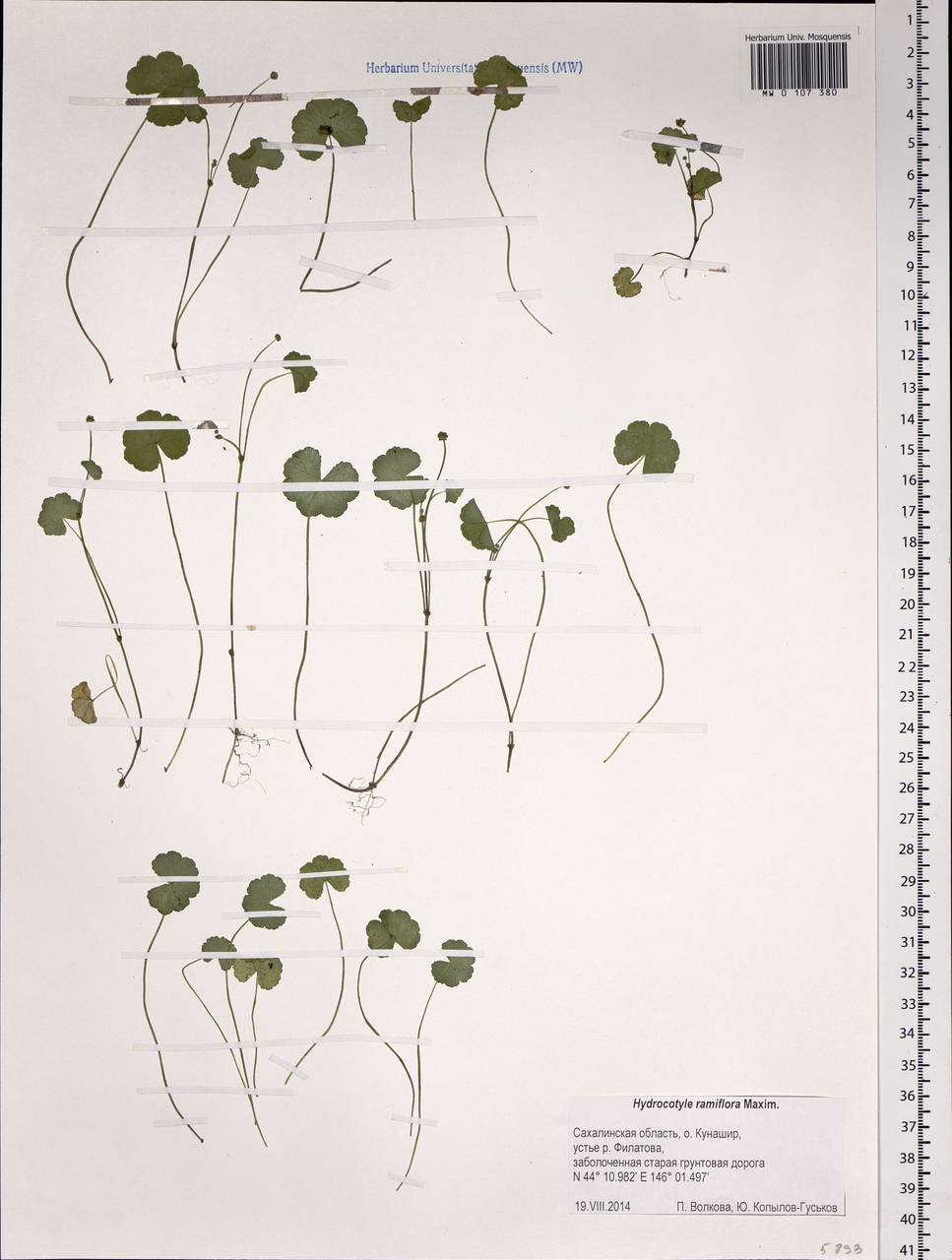 Щитолистник ветвецветковый Maxim., Сибирь, Дальний Восток (S6) (Россия)