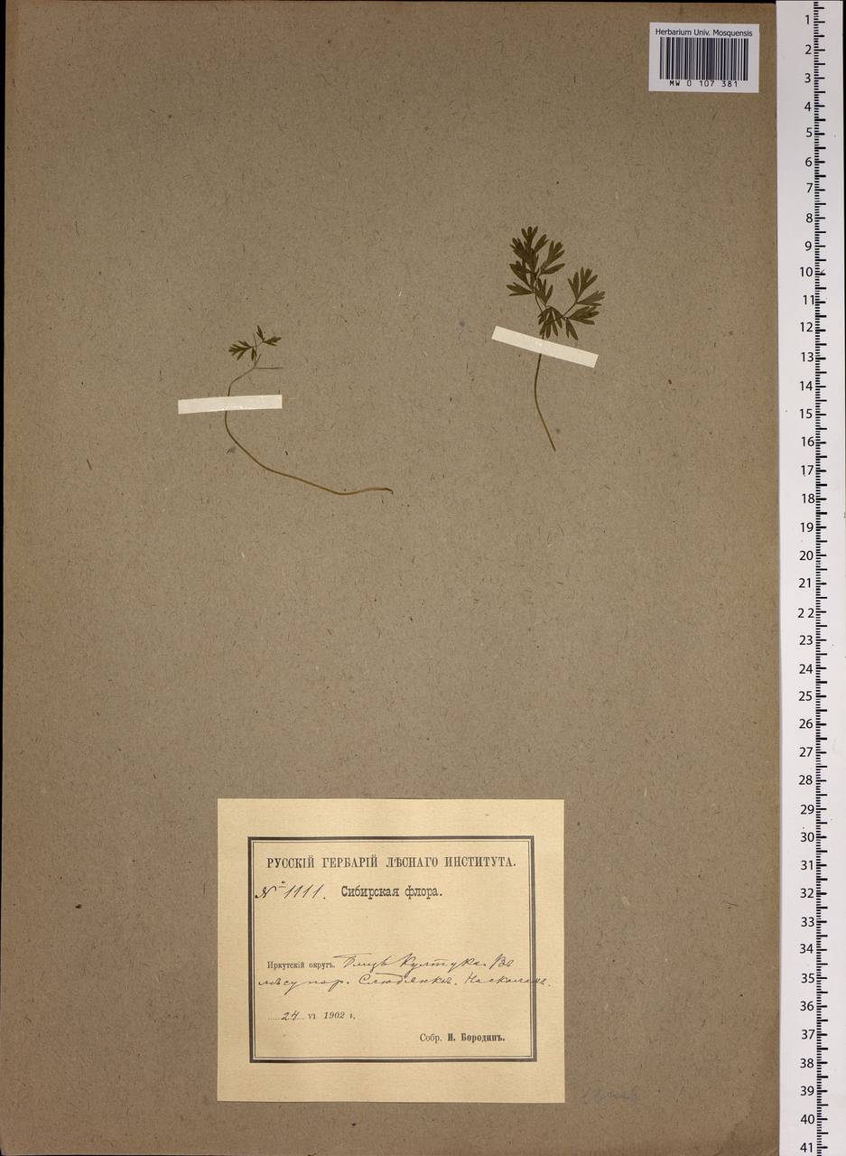 Apiaceae, Сибирь, Прибайкалье и Забайкалье (S4) (Россия)