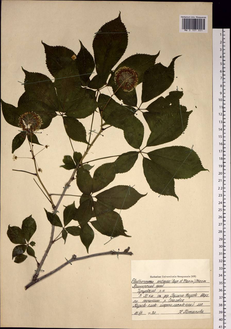 Элеутерококк колючий (Rupr. & Maxim.) Maxim., Сибирь, Дальний Восток (S6) (Россия)