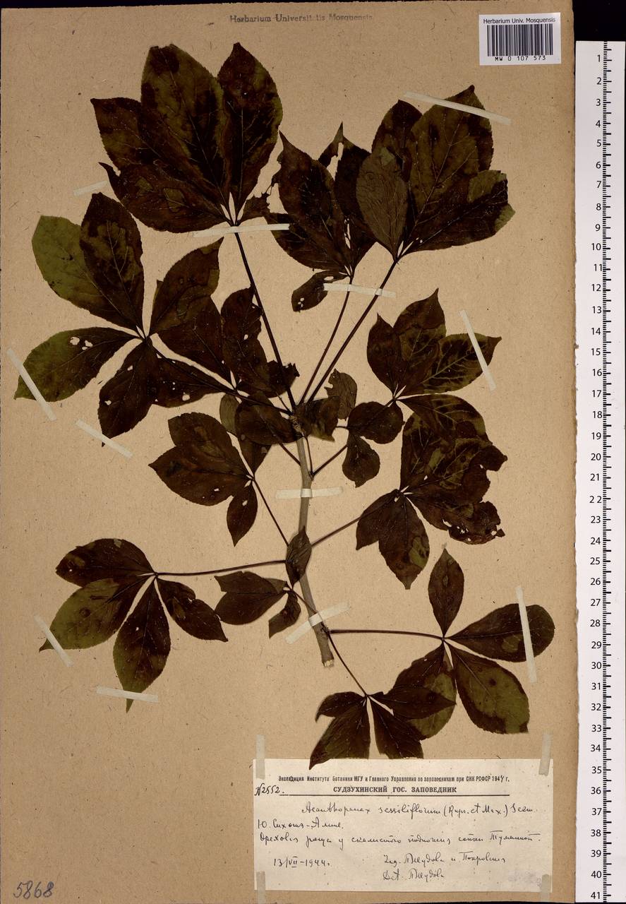 Элеутерококк сидячецветковый (Rupr. & Maxim.) S. Y. Hu, Сибирь, Дальний Восток (S6) (Россия)
